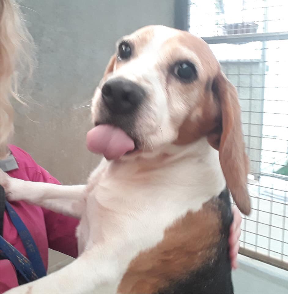 ManyTearsRescue's tweet photo. Meet Melly, she's 6 years old, full of adventurous beans and the most amazing Beagle. Please take the time to read this cheeky little ladies profile 🐶💕
https://t.co/JunLSnJnBg
#manytearsrescue #AdoptDontShop https://t.co/WhBwu7EODO