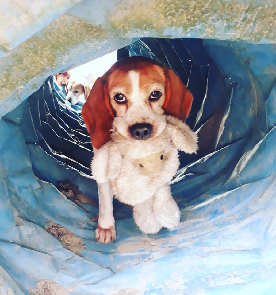 ManyTearsRescue's tweet photo. Meet Melly, she's 6 years old, full of adventurous beans and the most amazing Beagle. Please take the time to read this cheeky little ladies profile 🐶💕
https://t.co/JunLSnJnBg
#manytearsrescue #AdoptDontShop https://t.co/WhBwu7EODO
