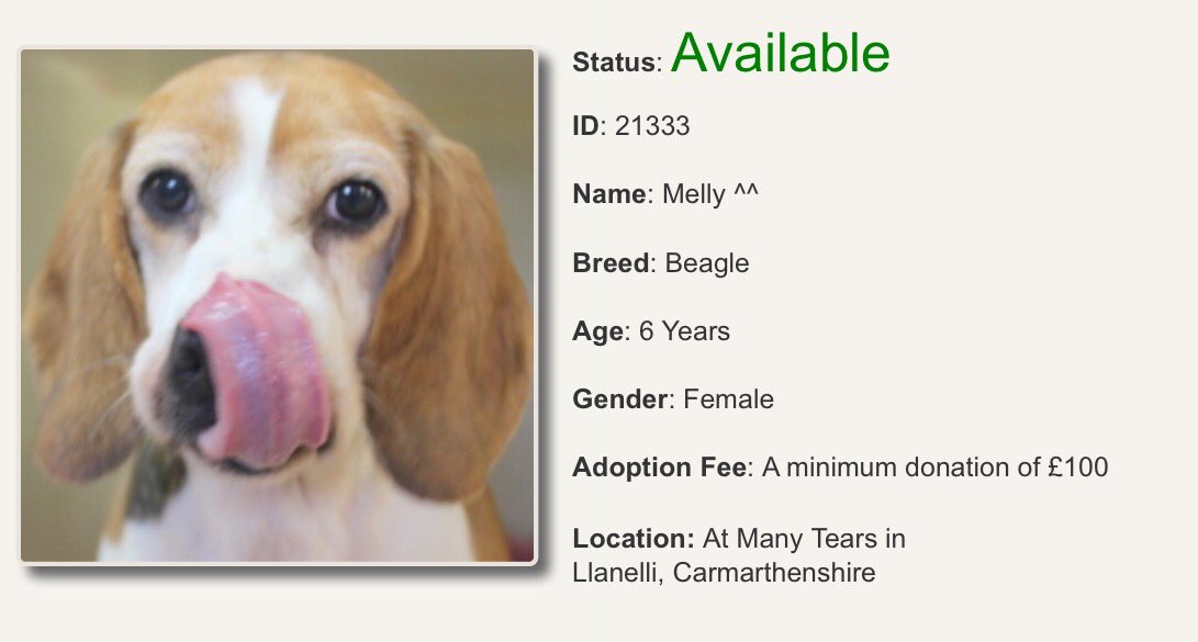 ManyTearsRescue's tweet photo. Meet Melly, she's 6 years old, full of adventurous beans and the most amazing Beagle. Please take the time to read this cheeky little ladies profile 🐶💕
https://t.co/JunLSnJnBg
#manytearsrescue #AdoptDontShop https://t.co/WhBwu7EODO
