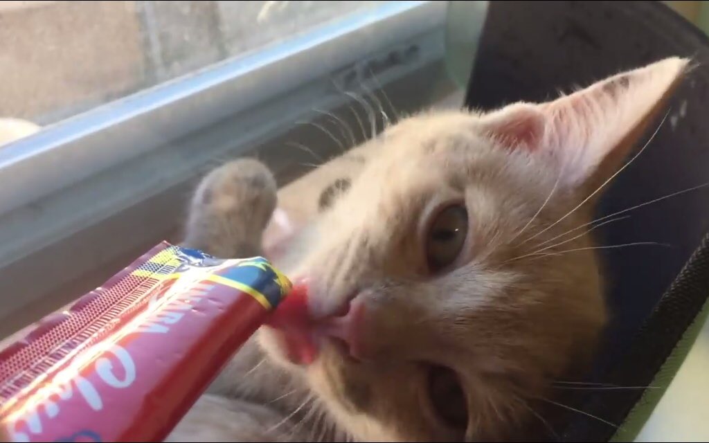kittybungalow's tweet photo. Our kittens bend over backwards for #Churu snacks by #CiaoCatTreats #tnrkitten #tinytabby #street2sweet #kittybungalow #snacktime https://t.co/6lYzrqUIA1 https://t.co/g7TJtbbzJ0