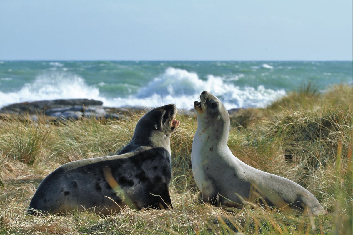 LoneCreatures's tweet image. The New Zealand sea lion has had little luck: hunted for its pelt, weakened by climate change, and left with low genetic diversity. #lonelycreatures went looking for one of the rarest seals in the world.

lonelycreatures.org/2018/02/19/sea…

Picture by @JGoldenbergEvo