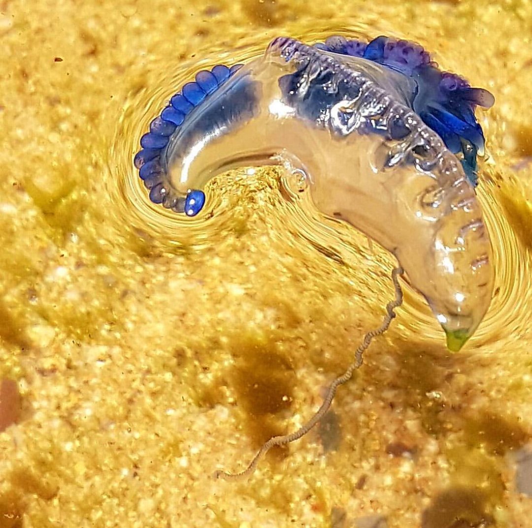 SarahjmRA's tweet photo. I probably should have mentioned that the Glaucus atlanticus feed on blue bottles (these guys in the photo below) and sequester the stinging nematocysts to use in their own defense later! They can't get any cooler... https://t.co/LHASRzZvKy