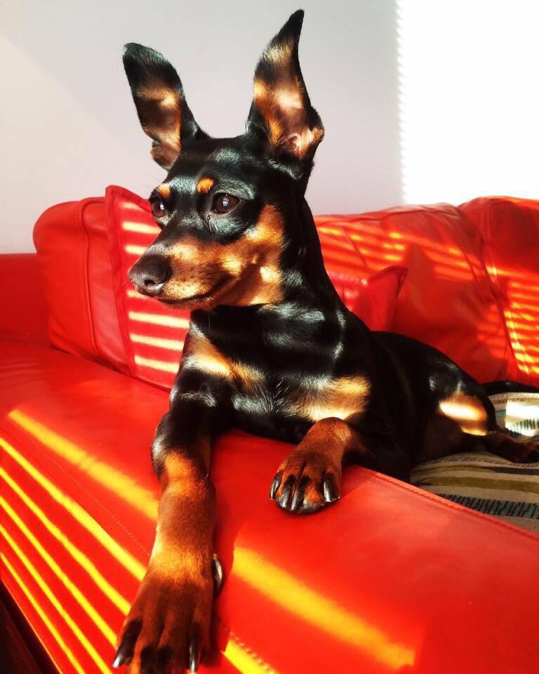 kl_ferguson's tweet image. Watching the world go by 😑 #miniaturepinscher #style #withoutacareintheworld