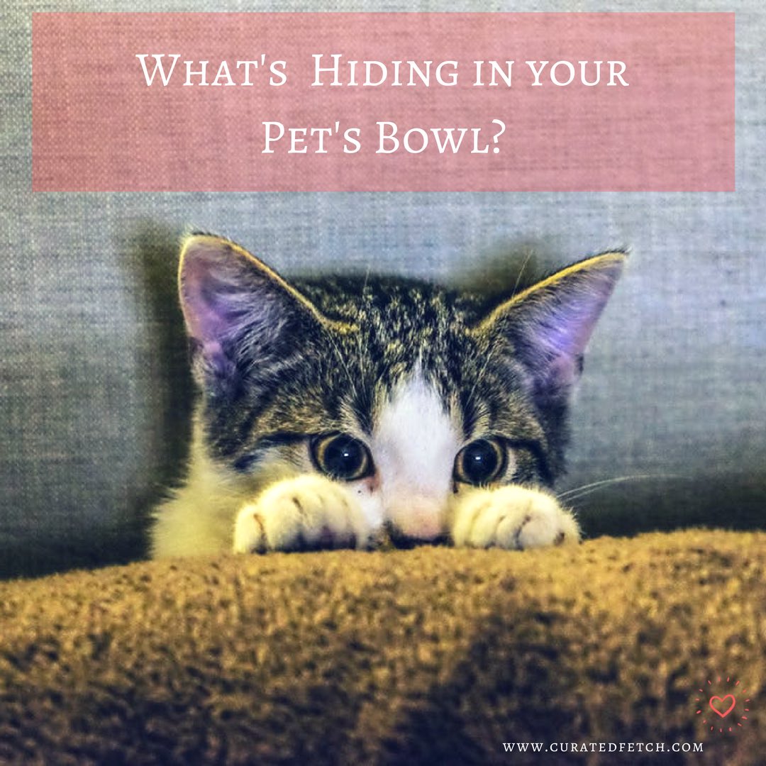 curatedfetch's tweet image. Check out today’s blog to learn one easy change you can make to help your pets live healthier lives. curatedfetch.com/blog