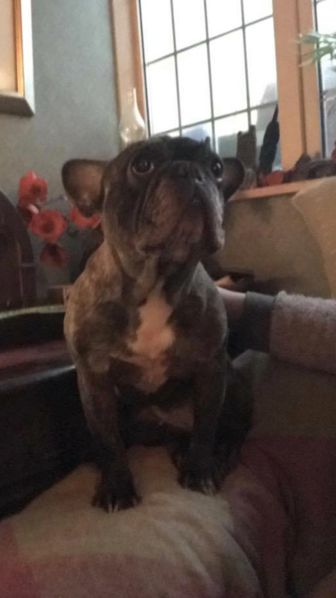 TheFamilyFrench's tweet photo. Leia being a monkey sat where she shouldn’t, on the back of Mum’s arm chair! She knows when she’s been rumbled! #leia #frenchie #frenchies #frenchbulldog #frenchbulldogs #bulldog #bulldogs #dog #dogs #funny #funnydog #funnyface #woofwoof https://t.co/bZWK1NvCLC