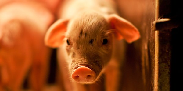TeamASPCA tweet media