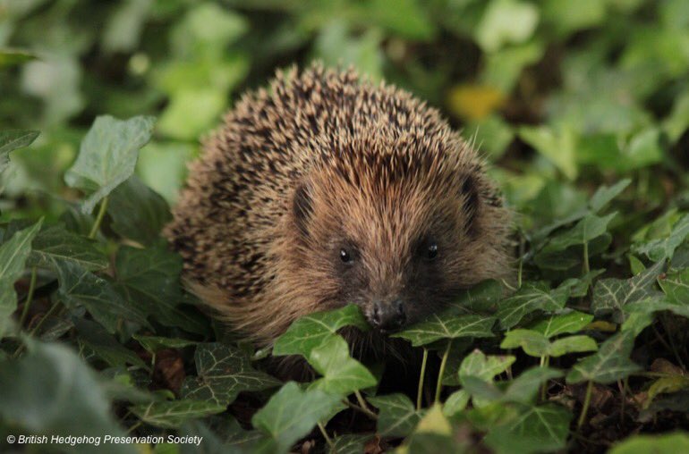 LGSpace's tweet image. Hedgehogs are declining in the UK - but our gardens can make a big difference! Easy actions include leaving a wild corner, never giving them milk, and creating a hibernation spot with branches and leaves. More tips at bit.ly/2fWHafp
#HelpingHedgehogs #GreenSpaceTips