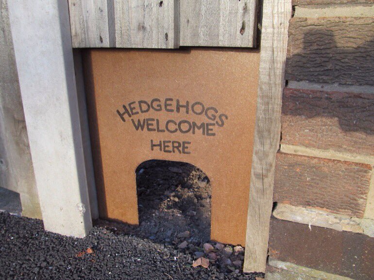 LGSpace's tweet image. Hedgehogs are declining in the UK - but our gardens can make a big difference! Easy actions include leaving a wild corner, never giving them milk, and creating a hibernation spot with branches and leaves. More tips at bit.ly/2fWHafp
#HelpingHedgehogs #GreenSpaceTips