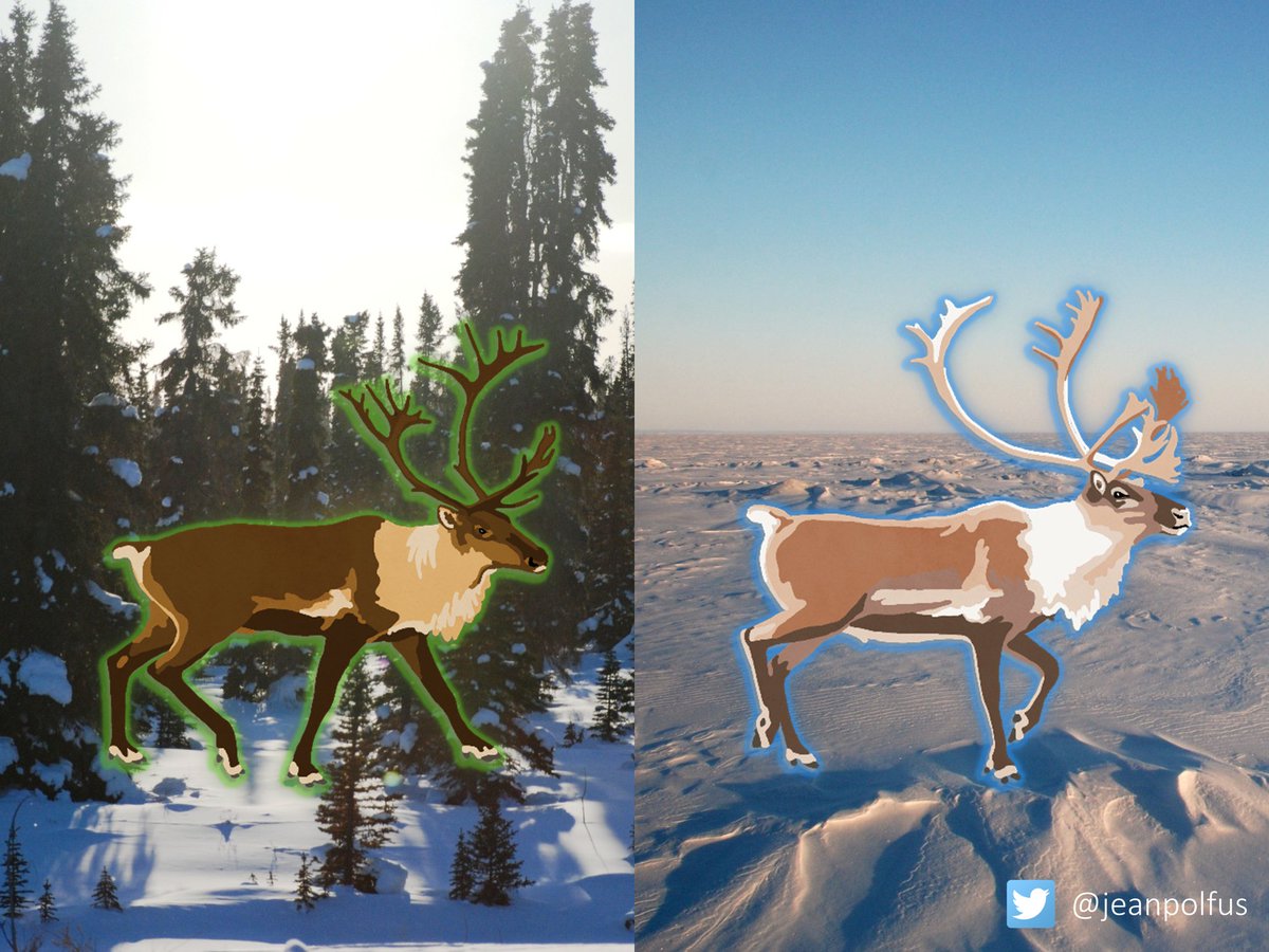 What do researchers agree on w/ regards to  #caribou classification? There are clearly 2 main types of NA caribou:Caribou that live in the forestsCaribou that live in the tundraSeveral different naming conventions exist for this major division - who would have guessed! (7/)
