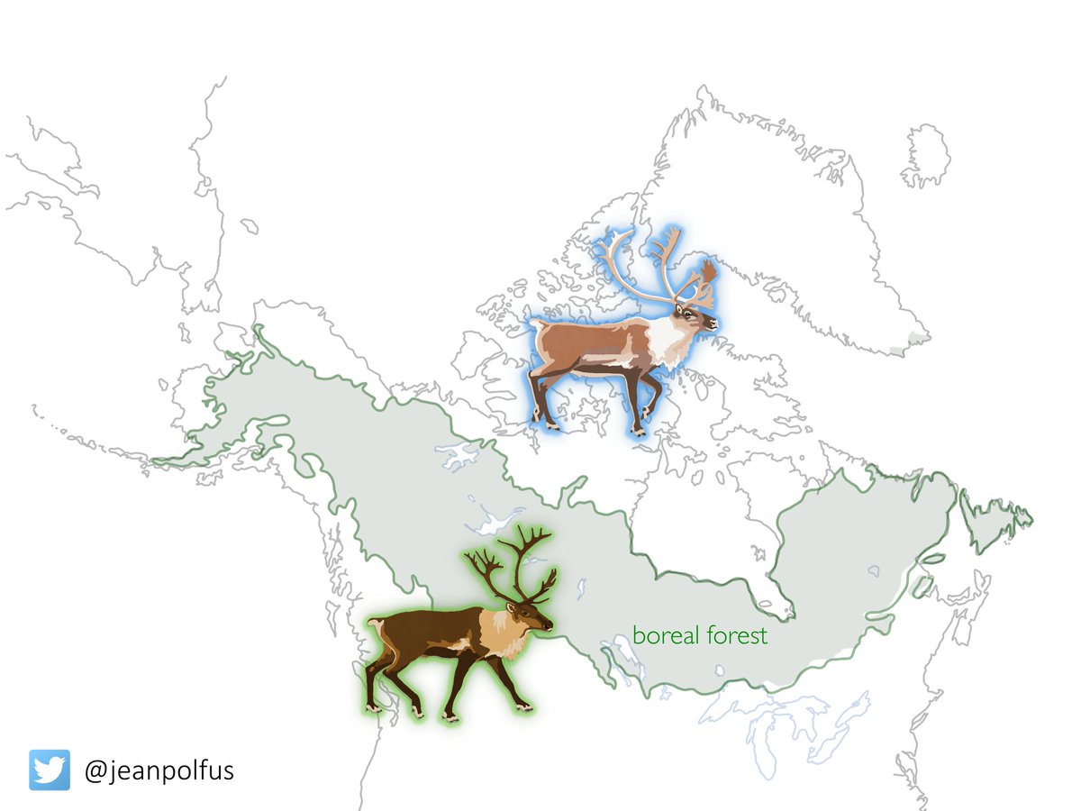 Ways to name the two main types of  #caribou in North America:1. Caribou that live in the forests: forest-dwelling or woodland2. Caribou that live in the tundra: barren-ground or migratory-tundra(Did I miss any there?)(8/)