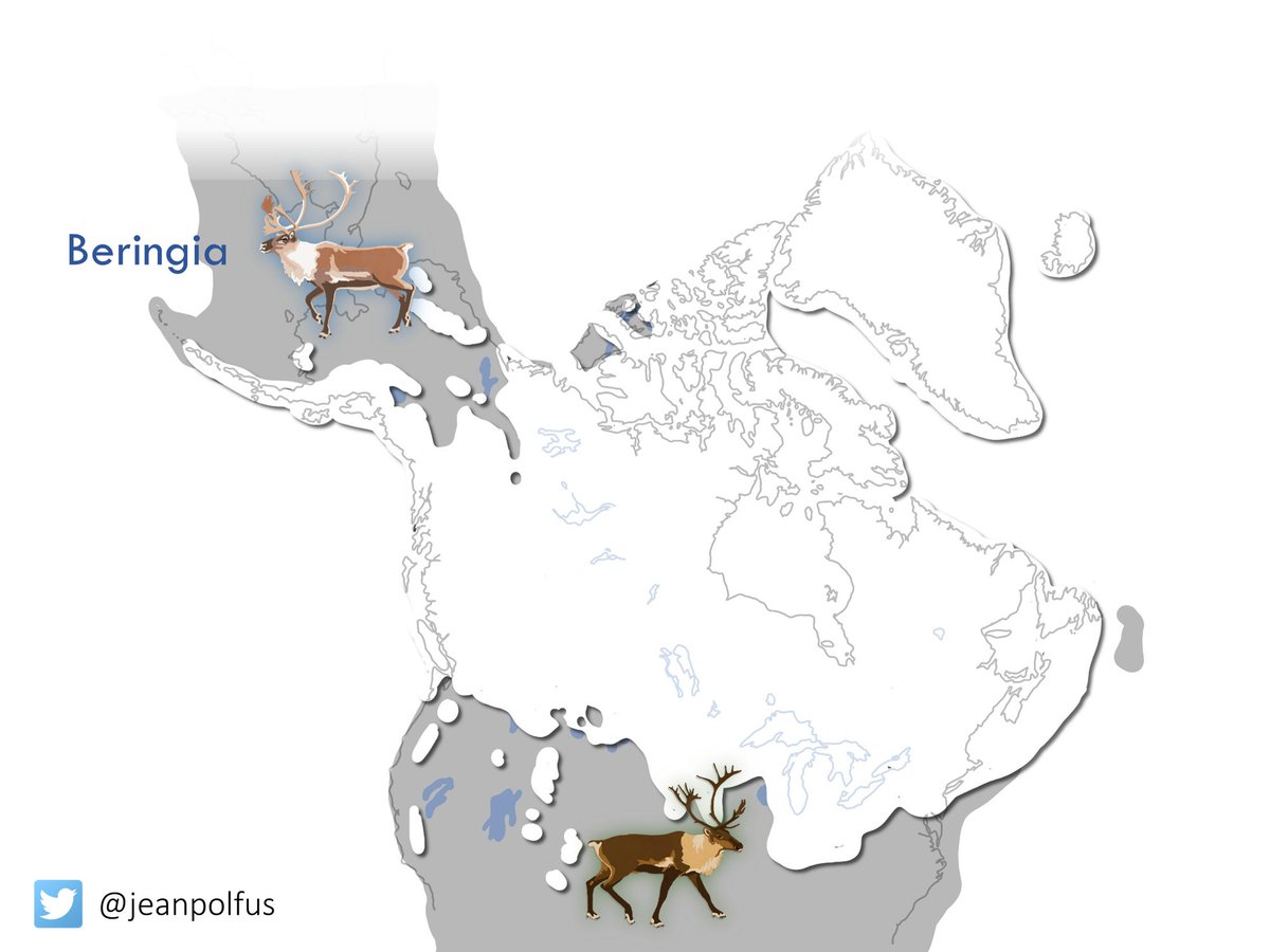 It is also generally agreed that the split between the two main types of  #caribou in North America occurred during the last ice age when caribou genetic diversity was phylogeographically partitioned over tens of 1000s of yrs both north and south of the ice sheet (9/).
