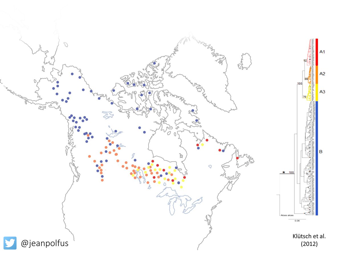 Today we see a pattern of the 2 phylogeographic lineages of  #caribou w/ unique mtDNA:Beringian-Eurasian Lineage (BEL): making up much of the barren-ground caribouNorth American Lineage (NAL): composing much of the forest-dwelling caribou(10/) See:  http://journals.plos.org/plosone/article?id=10.1371/journal.pone.0052661