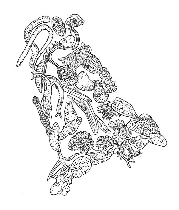 placozoa wikipedia