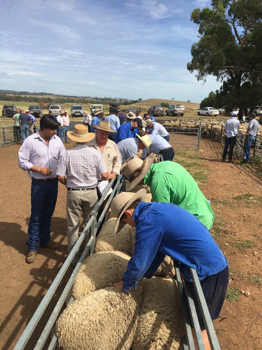 CooperMudgee's tweet photo. #chrisnaakemerinoewecomp Deutscher family “Tooloon” Goolma #merino https://t.co/G6fYV58JWB