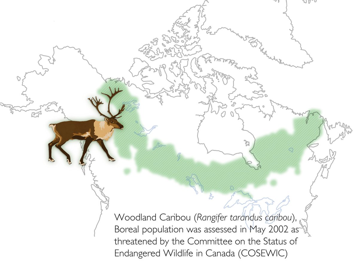 So to back up to  #conservation status of all these types of  #caribou: In 2002, COSEWIC listed boreal & S. mountain woodland caribou as threatened, Atlantic-Gaspésie in QC as endangered, N. mountain as a species of special concern & the Newfoundland pop as not at risk (13/)