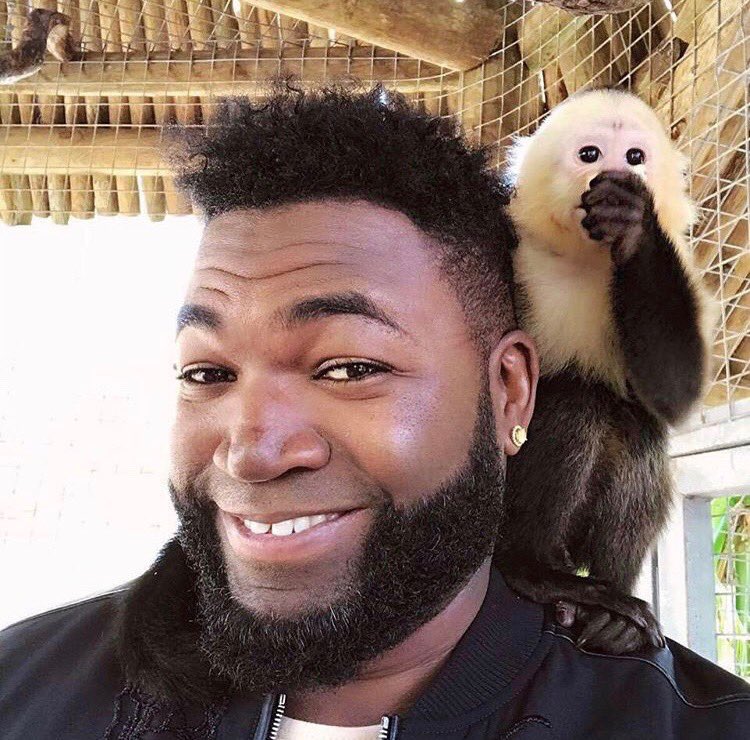 davidortiz's tweet photo. Me and my boy rite here...these Capuchin monkeys are tougher than u think!! Watch my adventure as a zookeeper tonight at 8 on @fusiontv #BigPapiOnFusion https://t.co/SYzAq9qah0