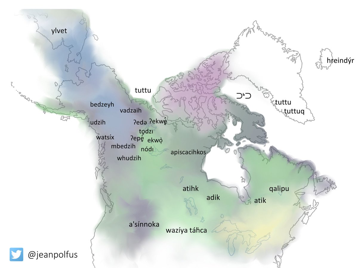 Of course,  #Indigenous   peoples of Canada developed robust classifications & language to describe  #caribou. This knowledge is as valid as the attempts to classify the species by taxonomists, geneticists, & naturalists and can teach us so much (15/). See:  https://www.ecologyandsociety.org/vol21/iss2/art18/