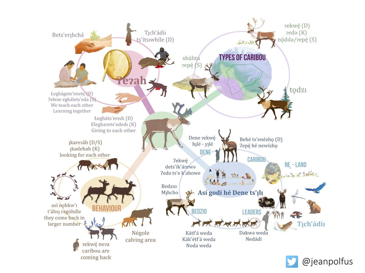 By acknowledging the distinct cultural diversity of  #Indigenous   people,  #Indigenouslanguages &  #IndigenousKnowledge we will be able to clarify & strengthen our representations of  #caribou variation and diversity (16/). See:  https://www.ecologyandsociety.org/vol22/iss2/art4/