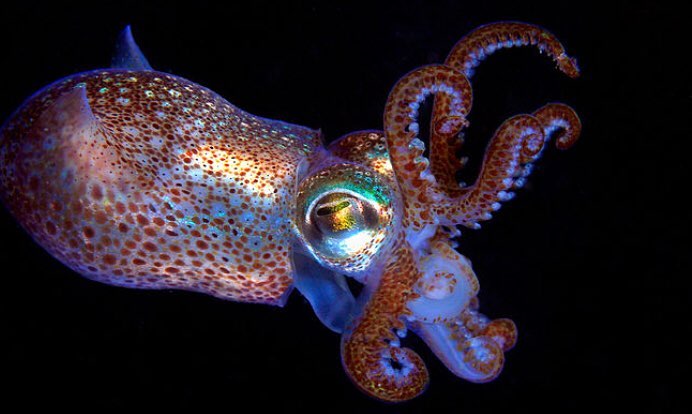 wave__street's tweet photo. Night diving...
If you are interested in coastal luxury;please visit: https://t.co/eOJUQqcpnY
#fluro #flourecent #squid #scubadiving #surfing #sealife #ocean #waves #apparel #coastal #luxury #adventure #calamari #night #pitchblack #saltyaf #art #streetstyle #wavestreetapparel https://t.co/M0vT8Pgn3W