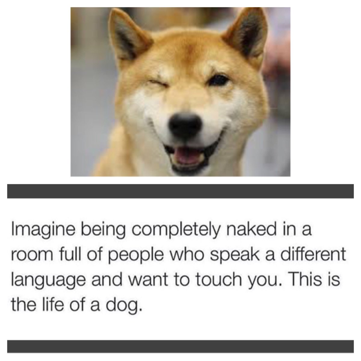 RunRoverFL's tweet image. Life of a dog. 🐾