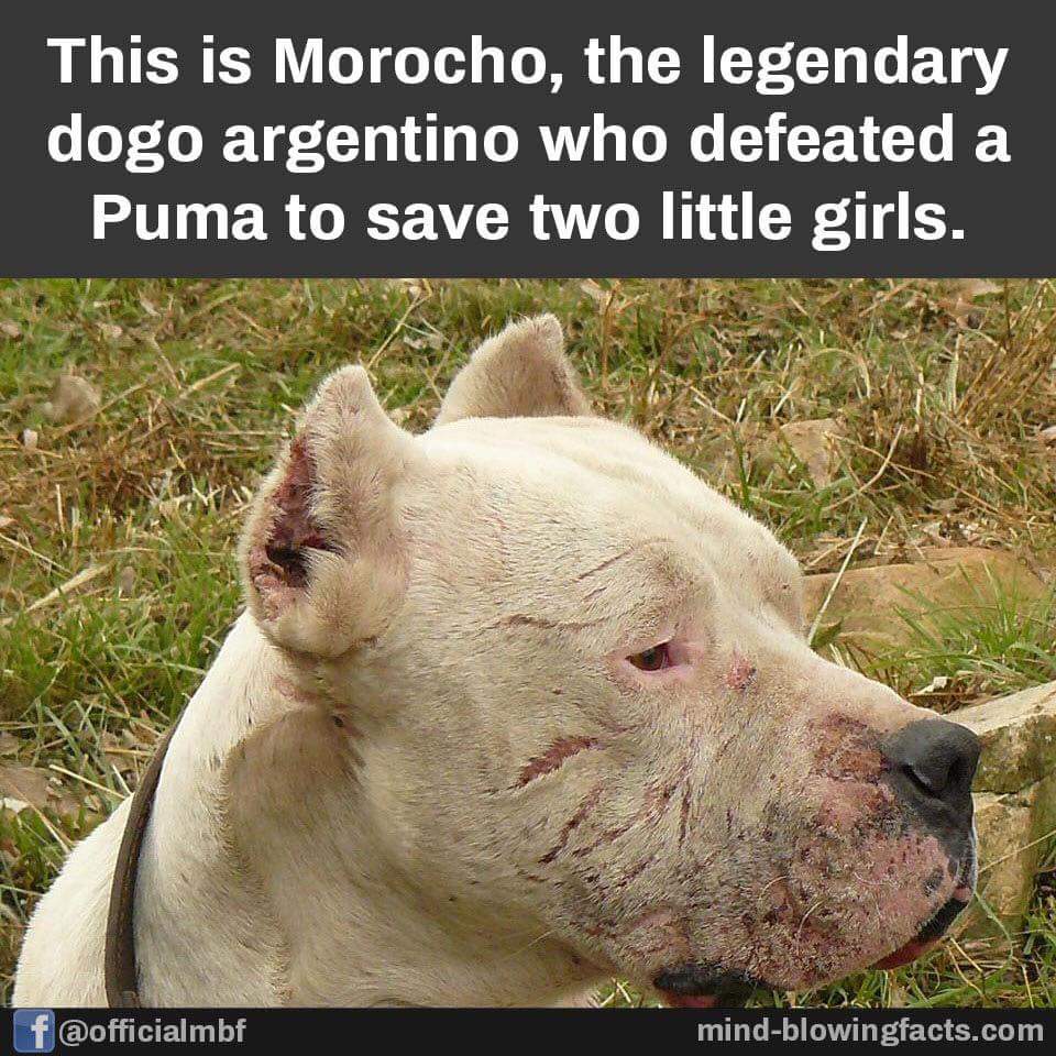 Dax_Gigandet's tweet photo. #Morocho
#HeroAnimals #DogsOfTwitter #doglovers #animals #AnimalRights https://t.co/dZcrBhI1tM