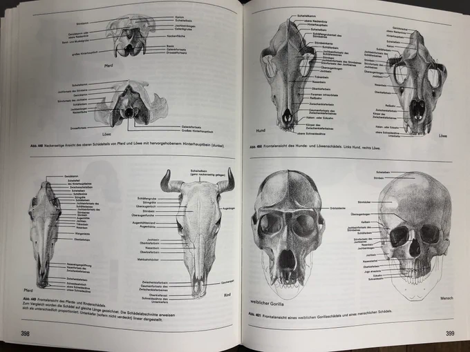今年はゴットフリード・バメスを皮切りに、複数の良質な美術解剖学関連書が出版され、単に便利で図が半端な教科書は淘汰されるだろう。写真は、今年出なそうなバメスの"Grosse Tieranatomie"。#美術解剖学 