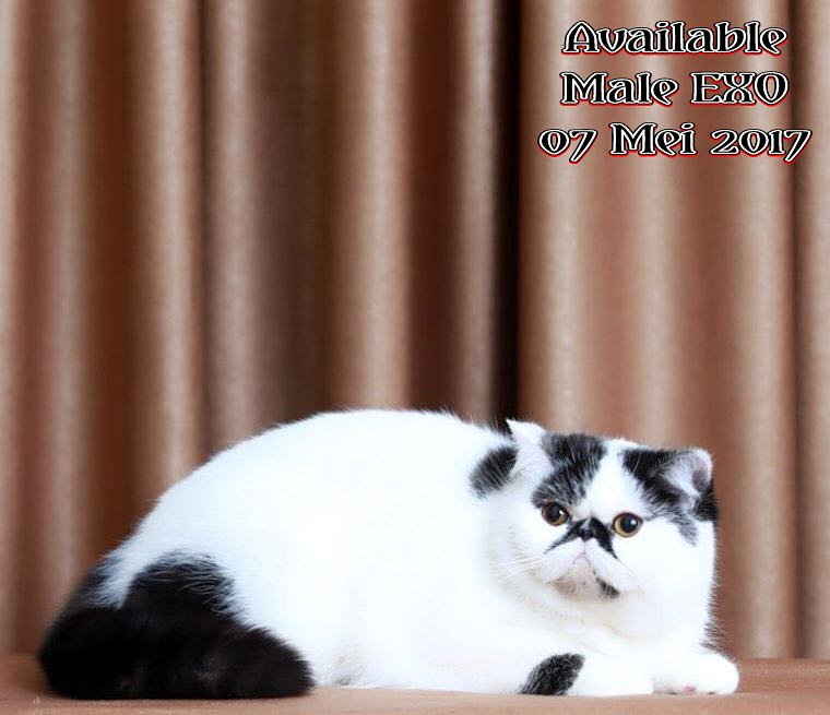 Qinna S Cattery Exotic Shorthair Qinnacat Twitter