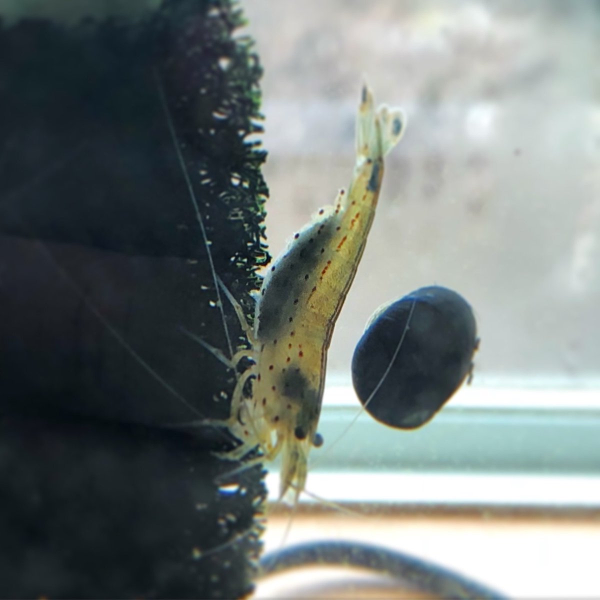 ヤマトヌマエビ抱卵