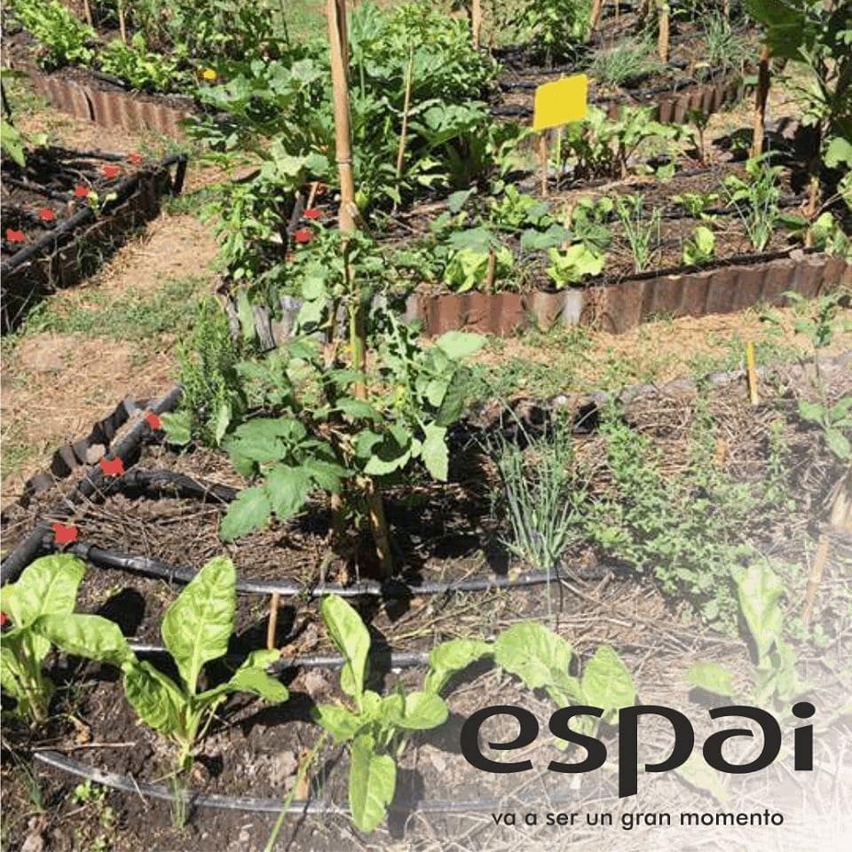 Te presentamos la huerta de espai por que creemos que selección de nuestros alimentos expresa nuestros propios valores. Volvé a lo auténtico...Volvé a la tierra.
#espai #huerta  #propia #tierra #auténtico