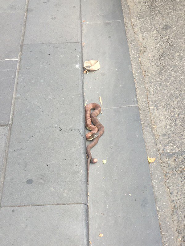 Please avoid the corner of Collins & Spencer streets. We’re currently trying to remove a snake who seems to be a little lost.