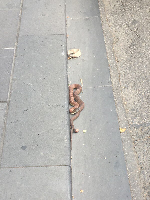 Please avoid the corner of Collins &amp; Spencer streets. We’re currently trying to remove a snake who seems to be a little lost.
