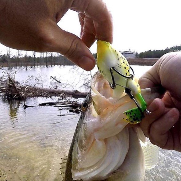 Lunkerhunt_fish's tweet photo. #propfrog working nicely in February! @_bamabass_ 🐟🎣 https://t.co/jnhyFLpmsT https://t.co/J0YXEa2DGu
