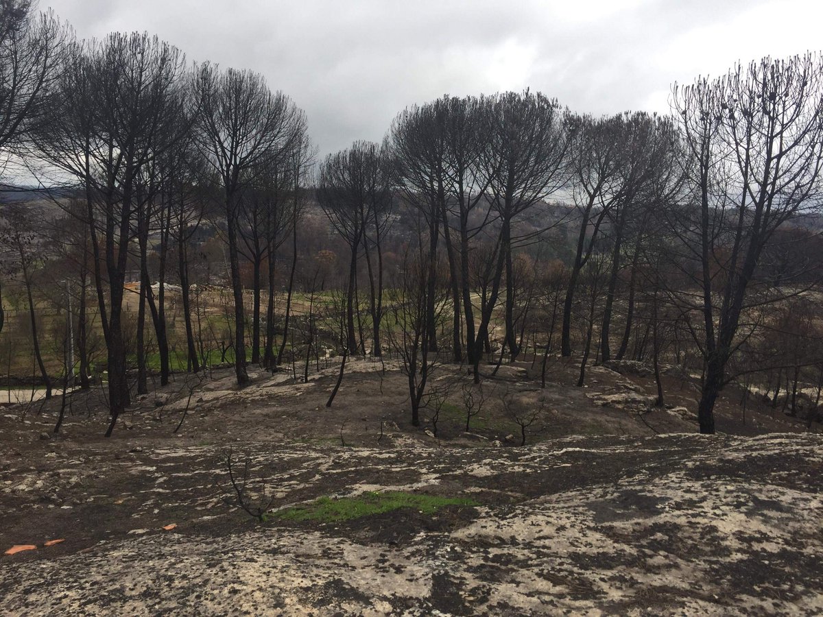 OutsiderThree's tweet photo. E a realidade é esta.. 4 meses depois dos incendios em Portugal dia 15 e 16 de Outubro de 2017. O nosso país ardeu, a nossa sociedade chorou, os banco mais uma vez aproveitaram-se da situaçao, os politicos fizeram promessas e é nesse mesmo pé que estamos.
NA MESMA!
#Portugal https://t.co/lOD26IPvjA