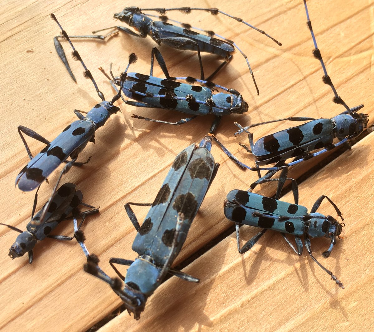 この美しいブルーの体色は死ぬと急速に失われて赤褐色化していき、標本