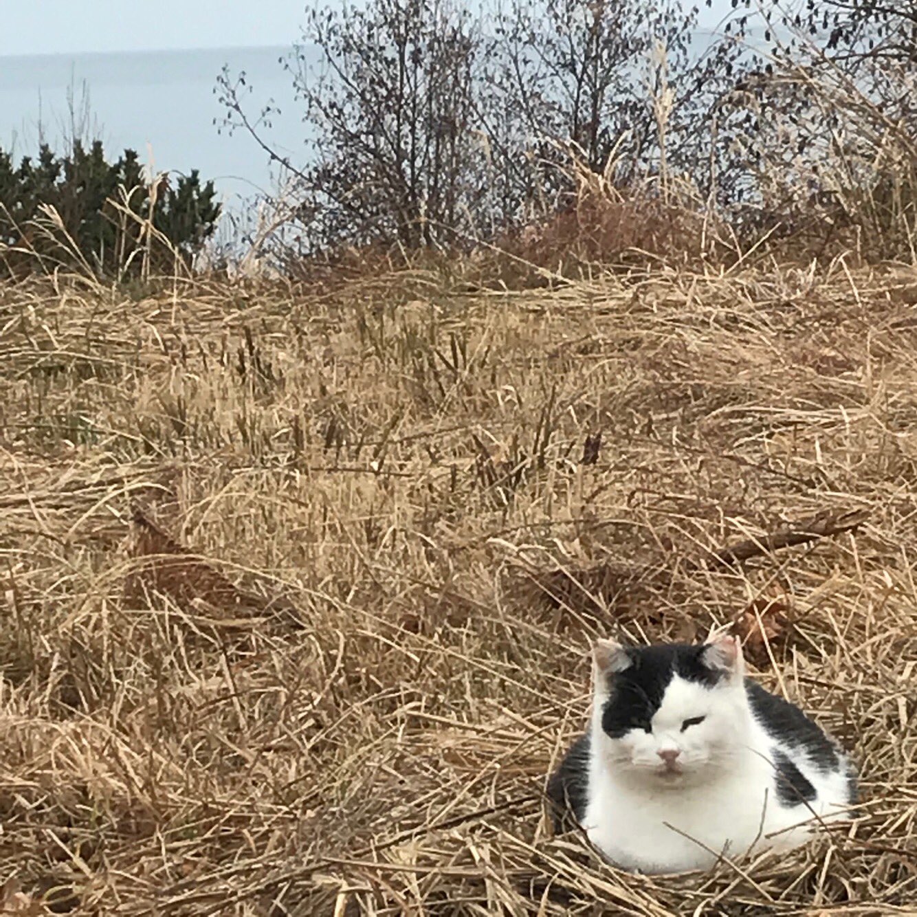 海街さんぽ Twitterissa 本日2月22日は 猫の日 宮城県石巻市の猫島 田代島 では本日も可愛い猫が皆様のお越しをお待ちしてニャース 田代島の楽しみ方はこちらをご参考に T Co 3vgaaxn7xr 猫 ネコ 猫島 宮城 石巻 観光 離島 T Co