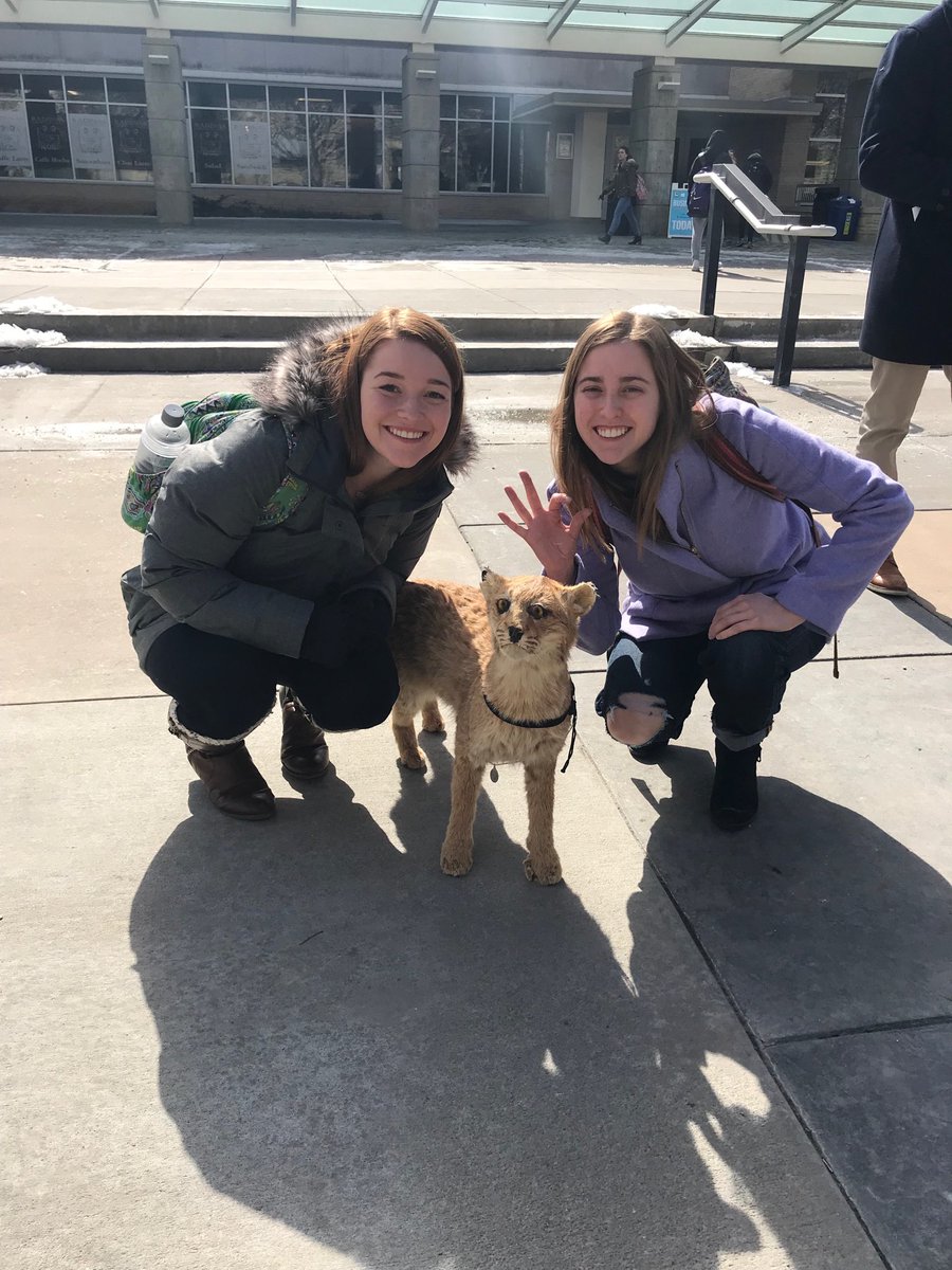 lexi_kristinee's tweet photo. #MakeMadness @kstatesports Go Cats ๐๐ https://t.co/RPmhqXgFQw