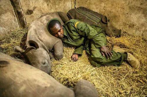 metumilibrary's tweet photo. #tbt Kamara, one of the rangers at Lewa Rhino Conservancy in Kenya sleeps with three orphaned rhino calves that have exhibited signs of depression making them feel less lonely - Only in Kenya. https://t.co/8ZJLKkSAFZ