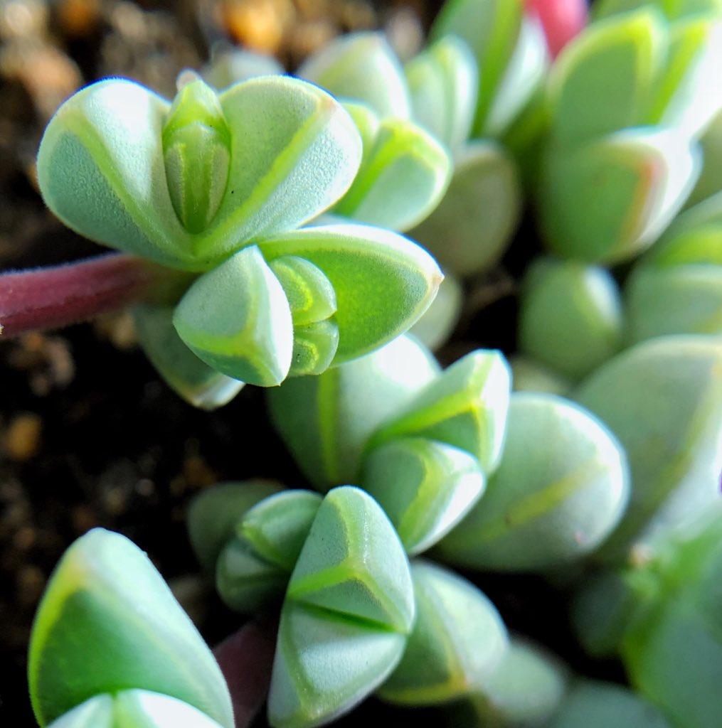 lsucculent's tweet photo. 綺麗な透けラインと���い茎、ピンクの花…
かわいすぎる…
#succulent #写真好きな人と繋がりたい #ファインダー越しの私の世界 #多肉 #多肉植物 #photography #碧漁連 #echinus #maximilianus https://t.co/vvMjINCpZg