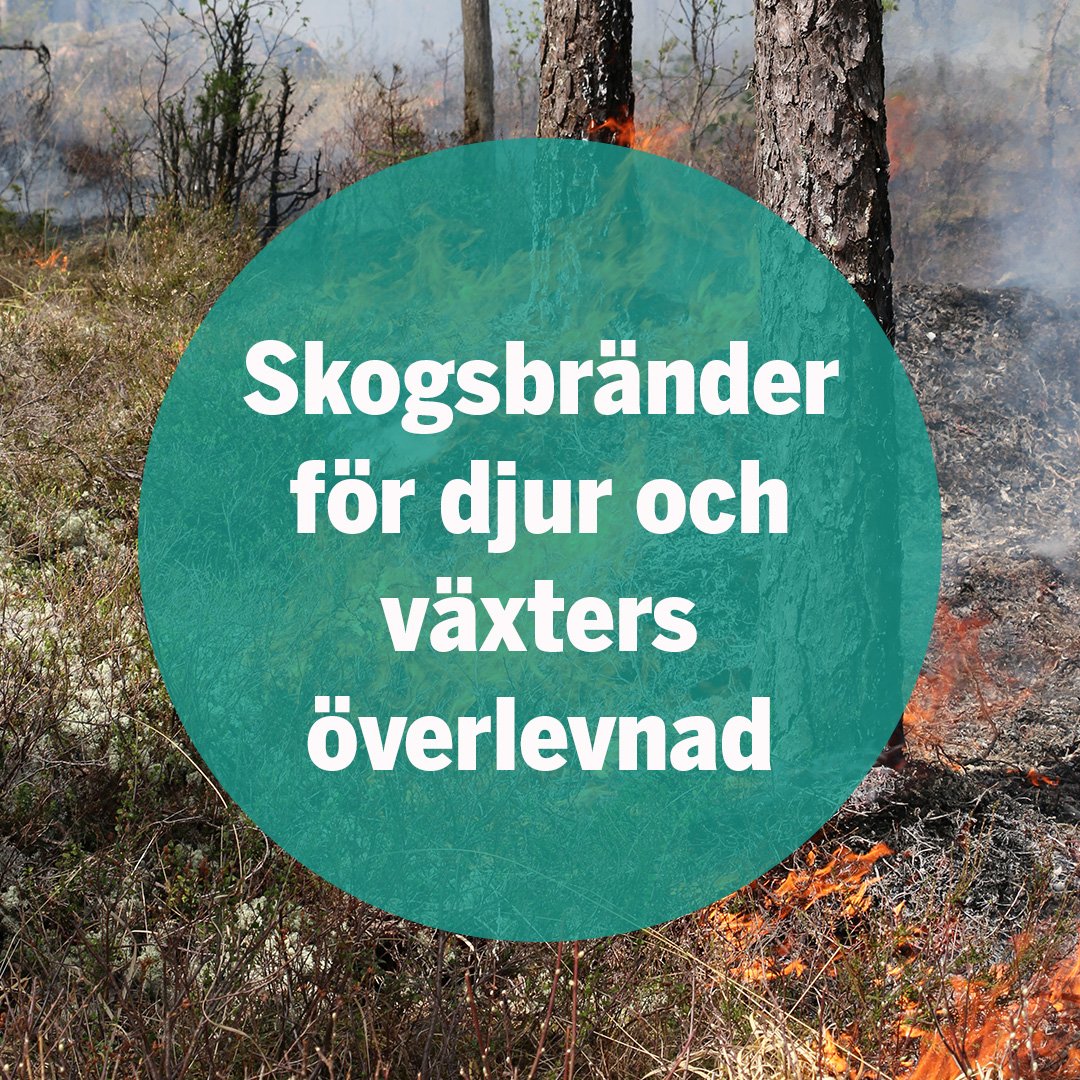 Lst_Varmland's tweet photo. Under 2017 genomförde projektet @LifeTaiga bränning av 12 hektar skogsmark i Värmland. Bränningarna görs för att bevara unik natur och den biologiska mångfalden. #naturvård #lifetaiga #lstvärmland2017 #Värmland #skogsbränning #BiologiskMångfald https://t.co/LiFkSssWyV