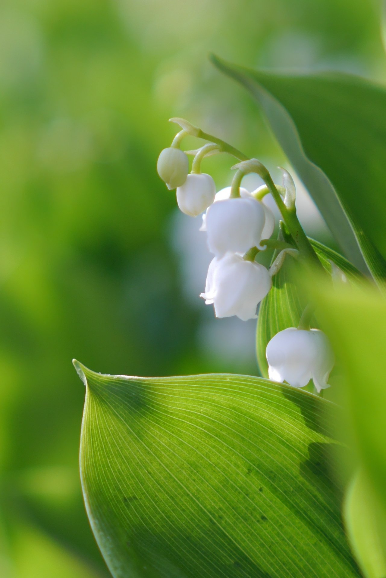 トコハナロジー スズラン 鈴蘭 春の訪れを告げる幸せの花 アクセサリーのように可愛い花が白く輝いています 花言葉 再び幸せが訪れる 純粋 純潔 トコハナロジー スズラン 鈴蘭 春の訪れを告げる幸せの花 アクセサリーのように可愛い花が白く輝いています 花言葉 再び幸せが訪れる 純粋 純潔