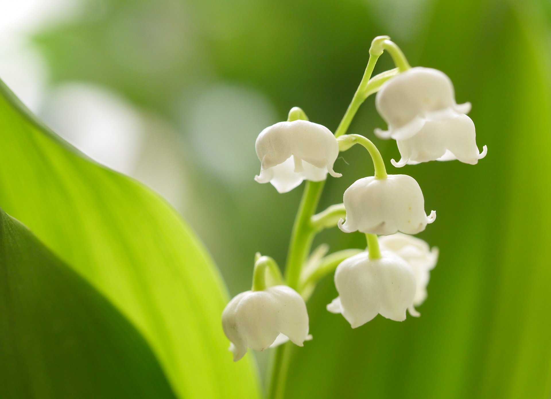 トコハナロジー スズラン 鈴蘭 春の訪れを告げる幸せの花 アクセサリーのように可愛い花が白く輝いています 花言葉 再び幸せが訪れる 純粋 純潔