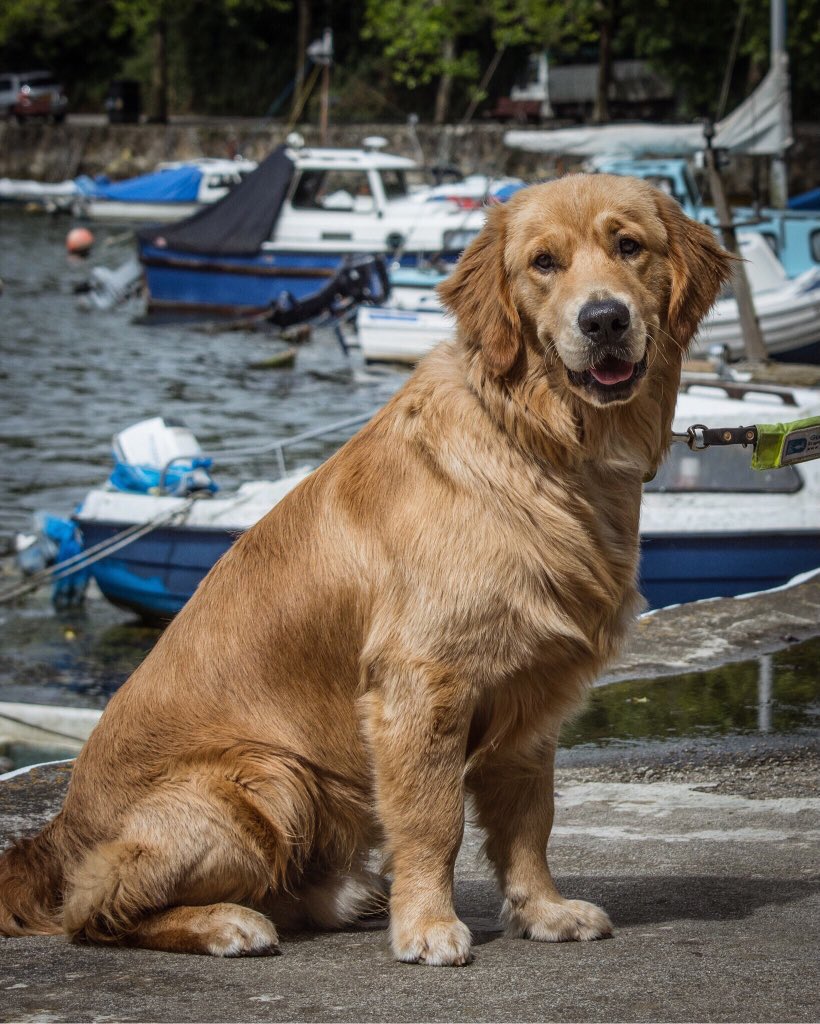 raised2guide's tweet photo. #thursdaythrowback last summer fab holiday #cornwall golden beaches turquoise seas picturesque ports. Great memories. Had time of my life.
#truro #momentsofmine #guidedogpuppy #guidedogs #guidedogsuk #lovecornwall #visitcornwall #traineeguidedog @GDlpool https://t.co/v4gq8DfHhC