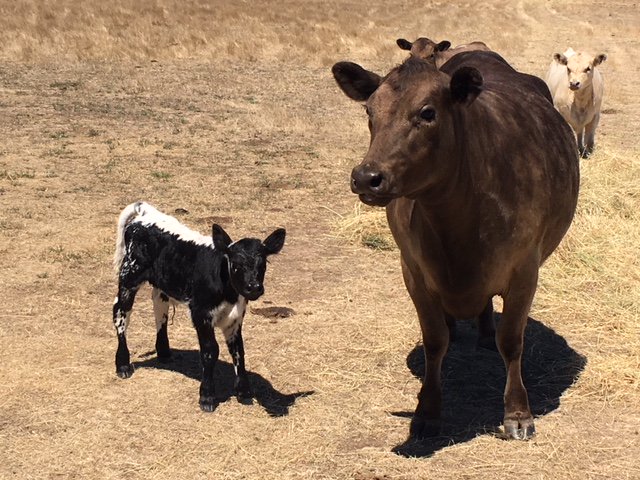 YourWrite1's tweet image. New post (Lana: Cows and Undies) has been published on YOUR WRITE - your-write.com.au/lana-cows-and-…