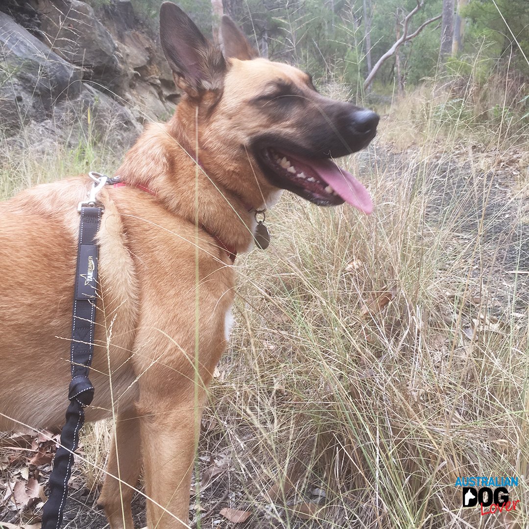 OzDogLover's tweet photo. Today is #WalkTheDogDay! But if you prefer running, it's a lot easier &amp; more enjoyable when you use a #handsfree #dogleash for 1 or 2 #dogs! 
Our verdict on the #Aussie #TailRunner system ...

👉https://t.co/syMNZrIoiY https://t.co/3q19CyVzwJ