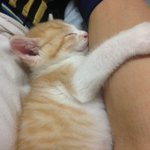 れんコテ 公式 Lenkoteofficial のツイプロ