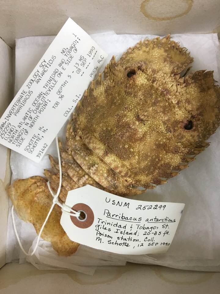 NMNH Invert Zoology tweet media