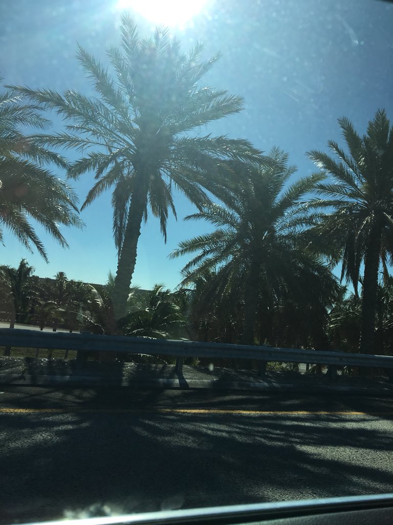 NextPotModeI's tweet image. Never enough palm trees 🌴