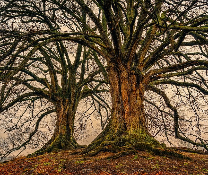 6hourlycom's tweet photo. A tree with strong roots laughs at storms.
 ~ Malay proverb 
#6hourly #microstays #nature #tree #beautiful #ThursdayThoughts https://t.co/7syySuXlYW