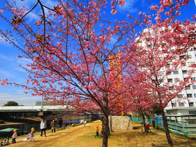 江戸川 区 河津 桜