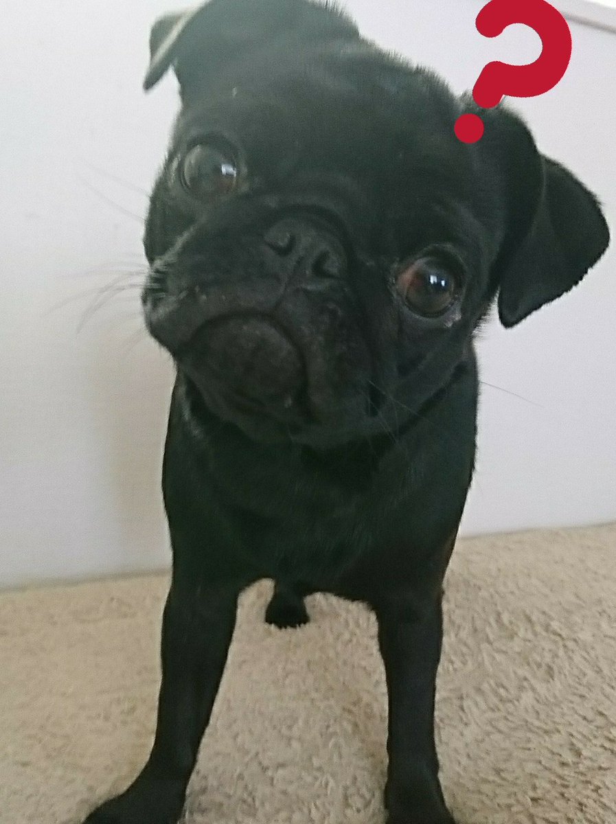 きょん Twitterissa どうぶつにハテナつけると可愛い選手権 黒パグ パグ Pug Dog